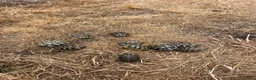 Tortoise reptiles for sale: Uk Bred Hermann tortoises - Advert 4