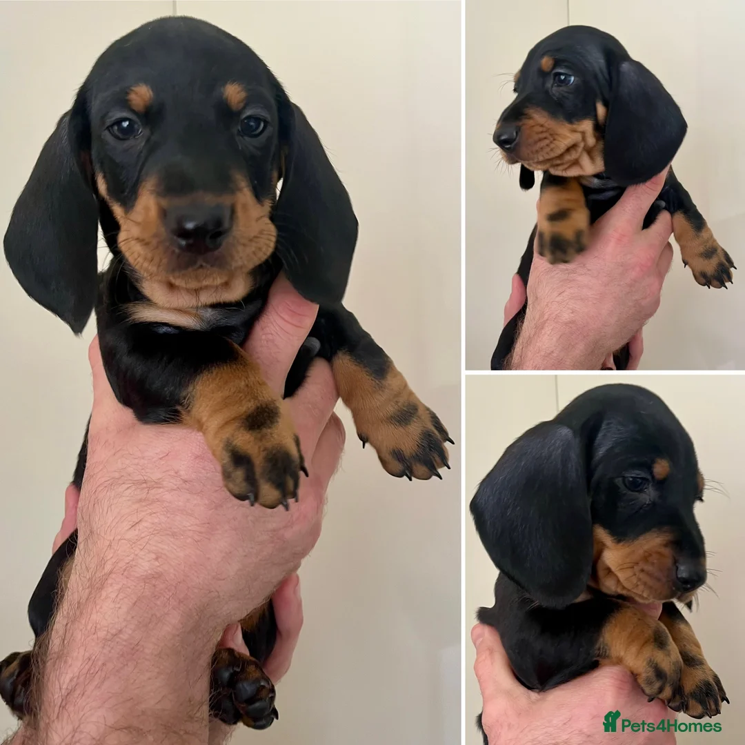 Dachshund dogs for sale: Standard Smooth Coat Dachshunds in Diss - Advert 2