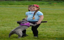 French Bulldog dogs for sale: Blue female French bulldog 2years old - Image 6