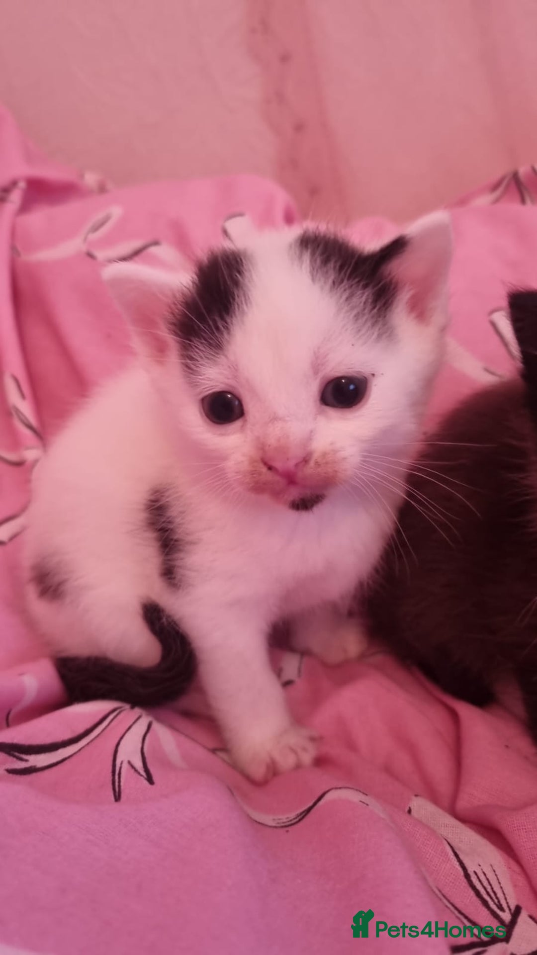 Mixed Breed cats for sale: 4 beautiful kittens for sale ♡ - Advert 5
