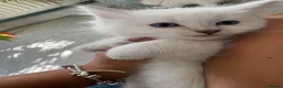 Ragdoll cats for sale: Rare Lilac Grand Champion Excellent Pedigree  - Advert 13