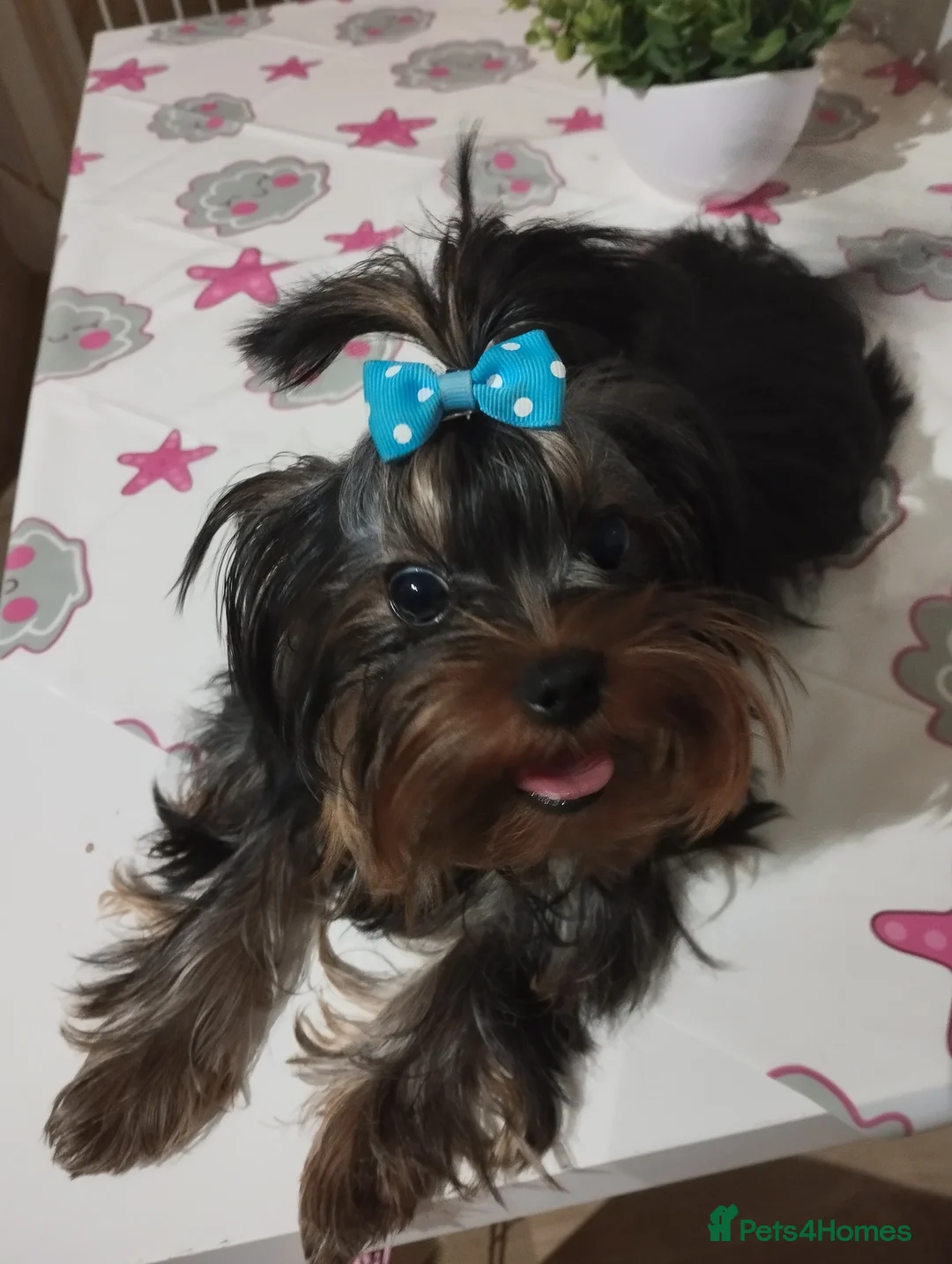 Yorkshire Terrier dogs for sale: 💝💝Two Side Champion Line Little Boy💝💝 - Advert 17