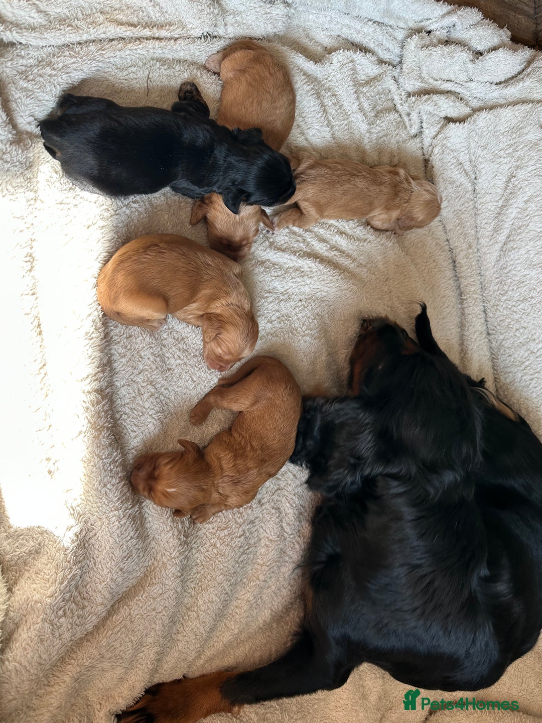 Cocker Spaniel dogs for sale: KC cocker spaniel puppies - Image 3