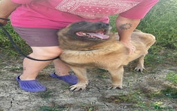 Belgian Shepherd Dog dogs for adoption: Ava - Norwich Norfolk  - Image 1