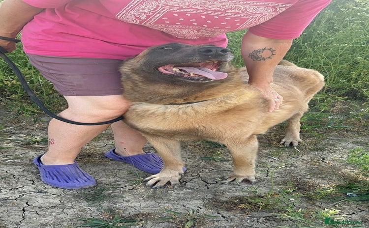 Belgian Shepherd Dog dogs - Advert 1
