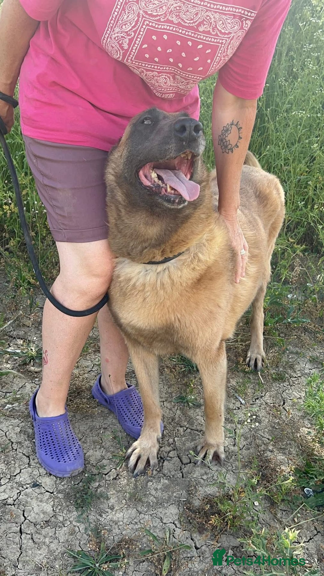 Belgian Shepherd Dog dogs for adoption: Ava - Norwich Norfolk  - Image 1