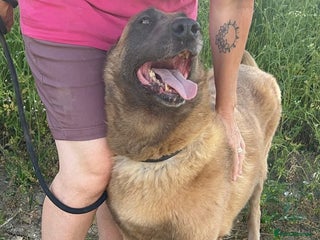 Belgian Shepherd Dog dogs - Advert 2