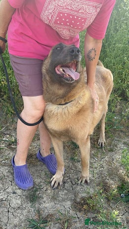 Belgian Shepherd Dog dogs Ava - Norwich Norfolk - Advert 1