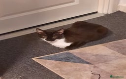 Mixed Breed cats for sale: Enzo  - Image 4