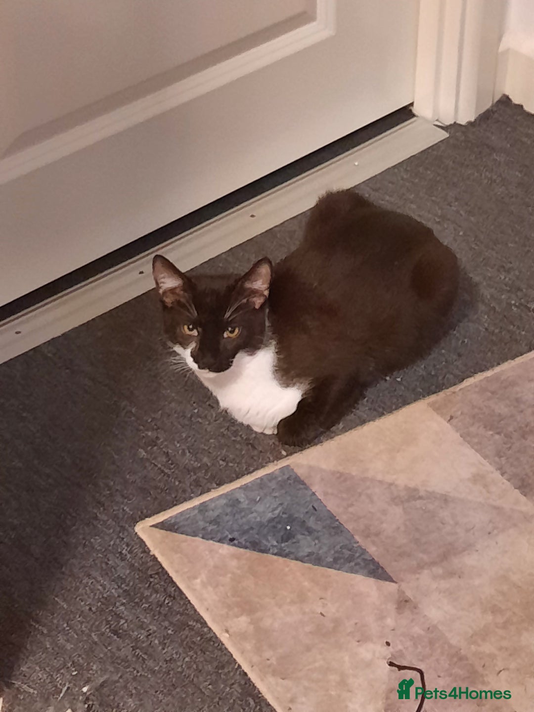 Mixed Breed cats for sale: Enzo  - Image 4