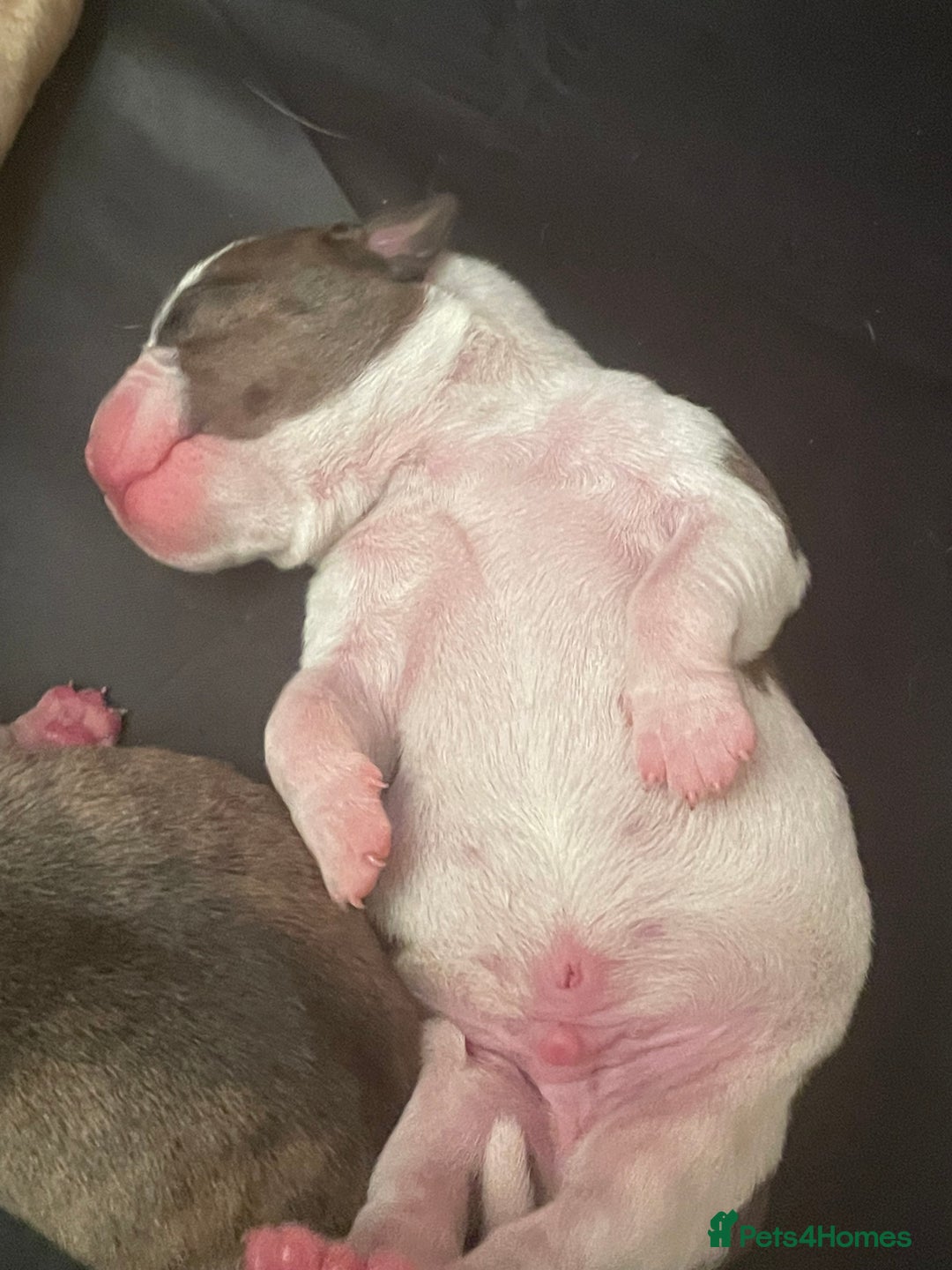 Mixed Breed dogs for sale: American Bulldog x Staffordshire Terrier puppies - Advert 3