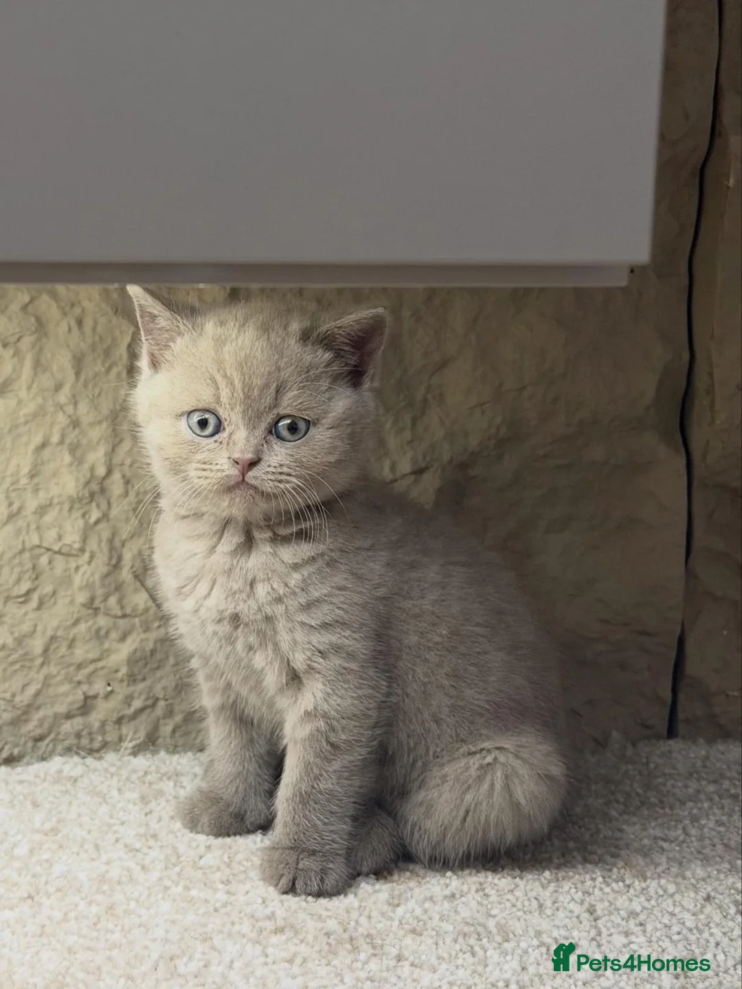 British Shorthair cats for sale: Lilac British Shorthair  in Peterborough - Advert 7
