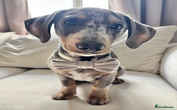 Dachshund dogs for sale: Grey Merle Standard Dachshund  - Image 4