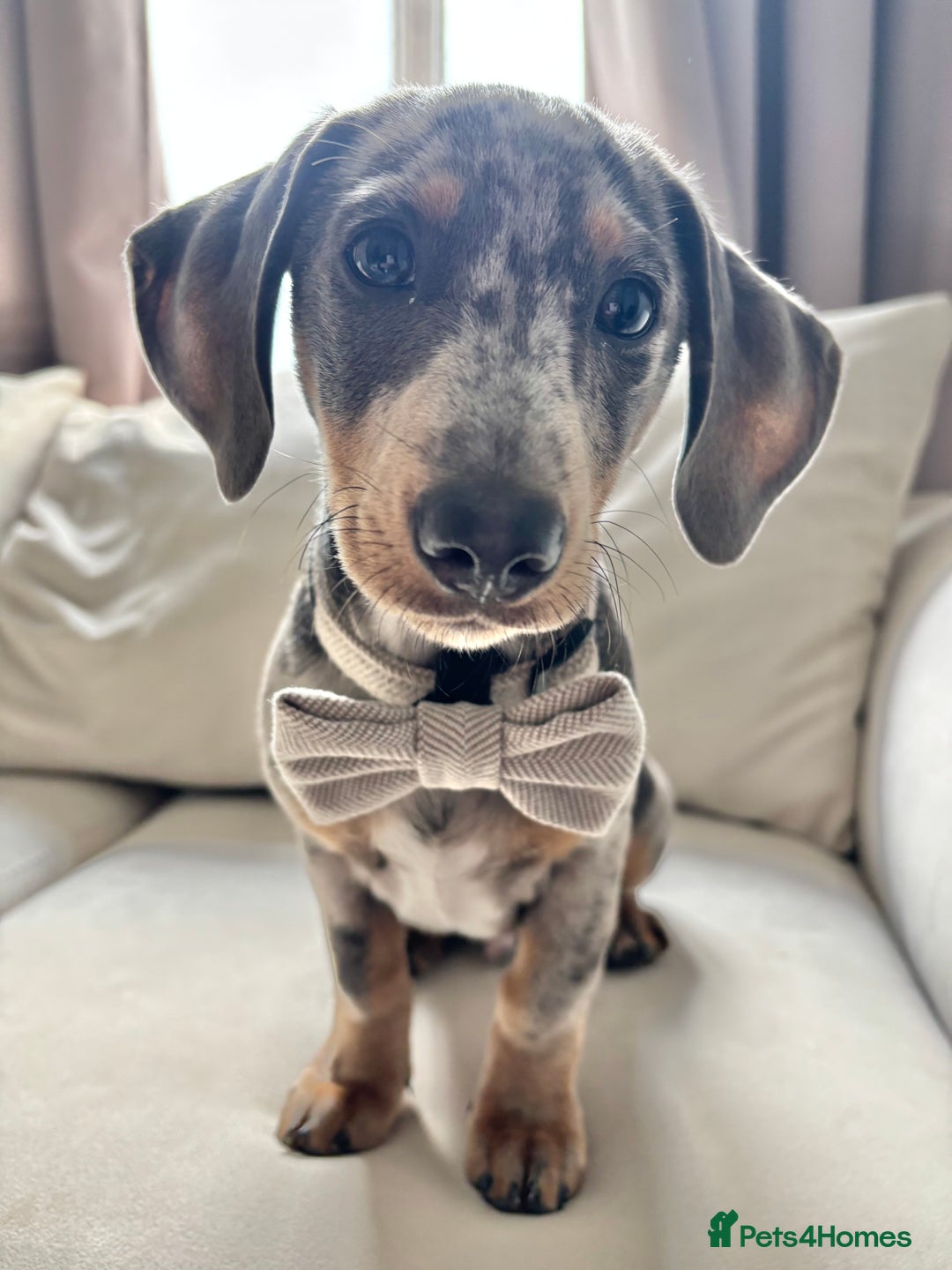 Dachshund dogs for sale: Grey Merle Standard Dachshund  - Image 4