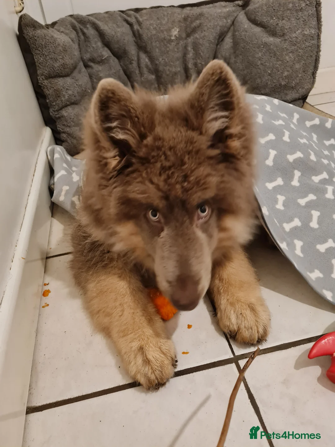 German Shepherd dogs for sale: Meet Sixty. Our Beautiful Isabella German Shepherd - Advert 29