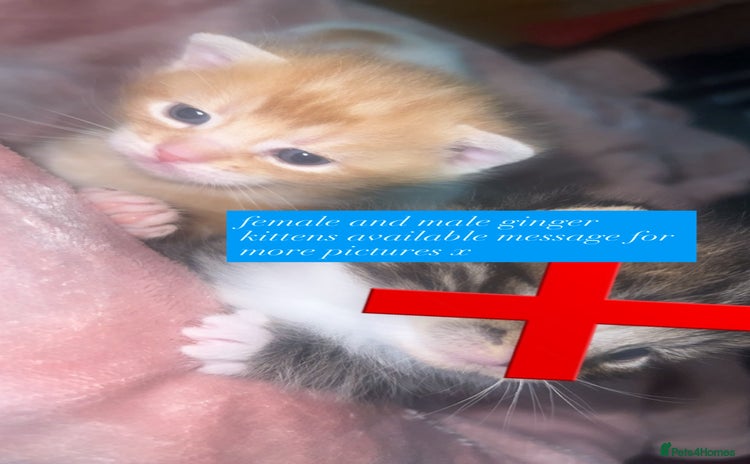 Mixed Breed cats - Advert 14