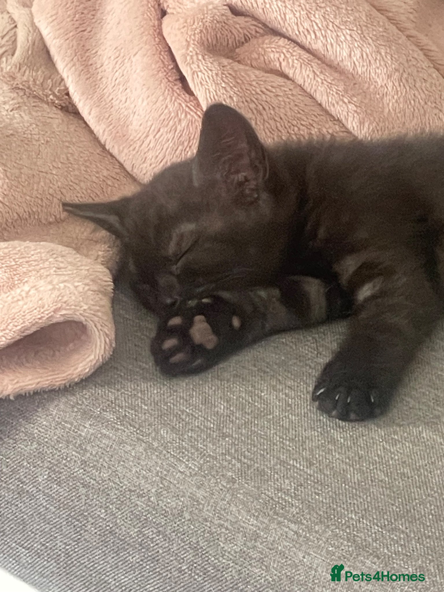 Mixed Breed cats for sale: Four gorgeous kittens - Advert 6