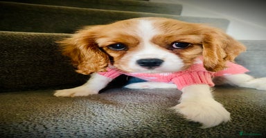 Cavalier King Charles Spaniel dogs - Advert 2