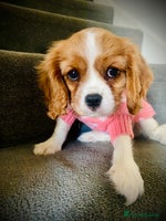 Cavalier King Charles Spaniel dogs - Advert 2