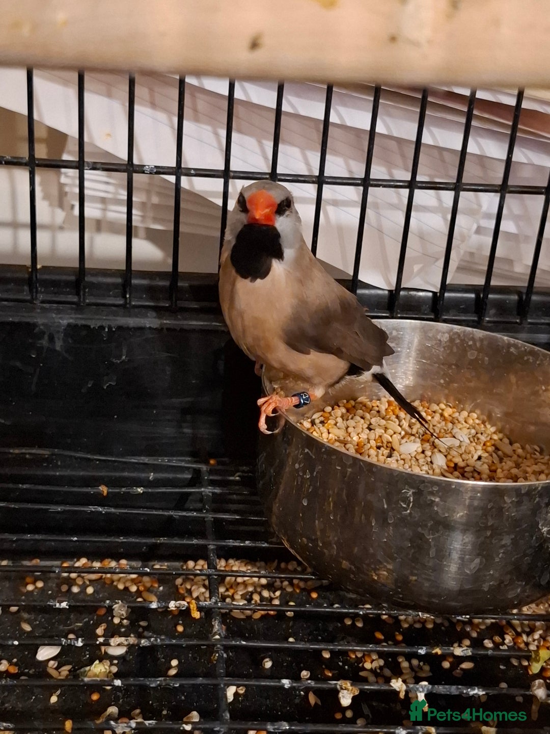 Finches birds for sale: Australian Black head finches  - Advert 2