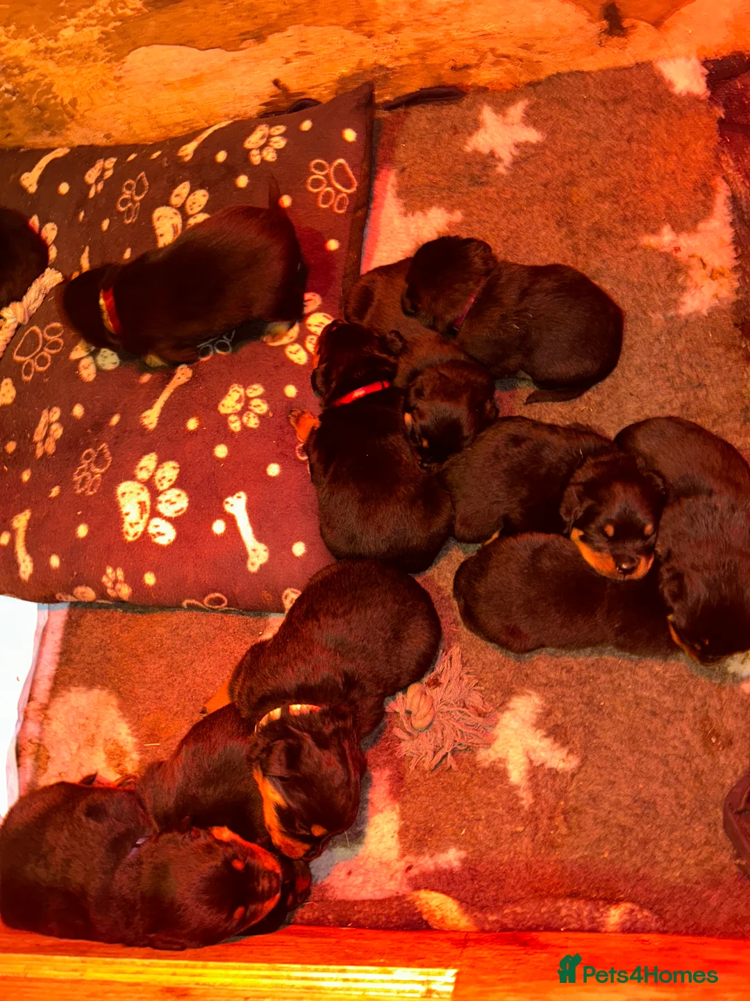 Rottweiler dogs for sale: CHUNKY BEAUTIFUL ROTTWEILERS   - Advert 14