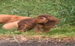 Cocker Spaniel dogs for sale: QUALITY KC SHOW COCKER SPANIEL PUPPIES - Image 7