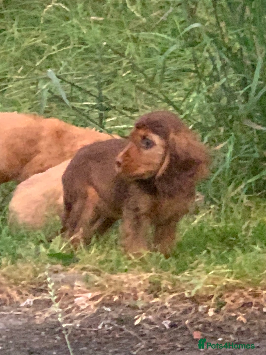 Cocker Spaniel dogs for sale: QUALITY KC SHOW COCKER SPANIEL PUPPIES - Image 7
