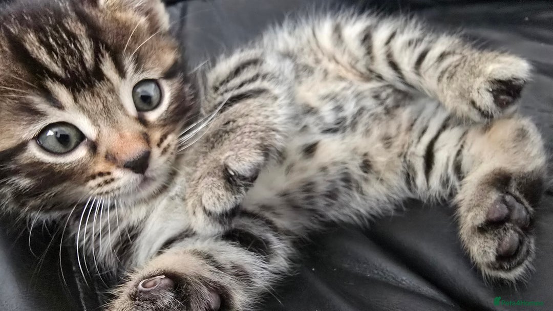 Bengal cats for sale:  Bengal with long haired blk & white kittens - Image 22