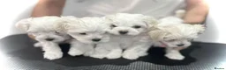 Maltese dogs for sale: Beautiful Maltese Puppies - Advert 7