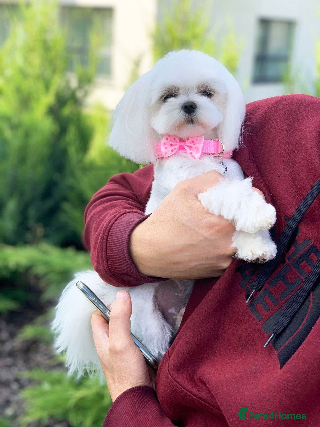 Maltese dogs for sale: Gorgeous Tiny Maltese Puppies - Advert 11