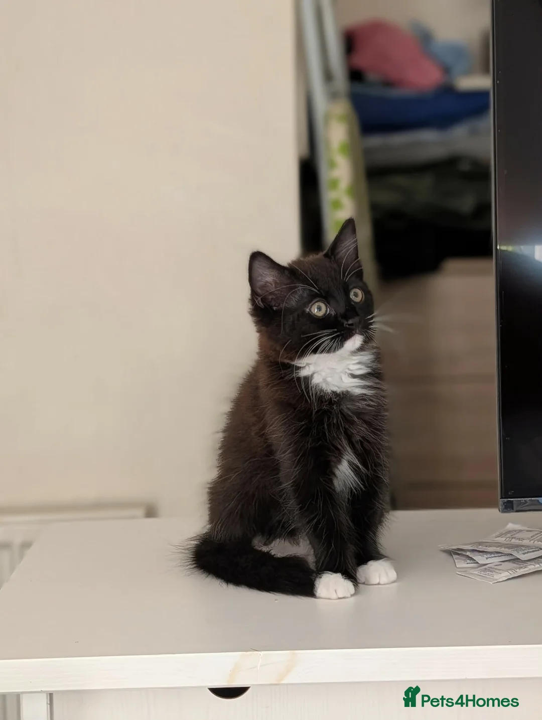 Mixed Breed cats for sale: Beautiful kitten looking for new home  in Leeds - Advert 5