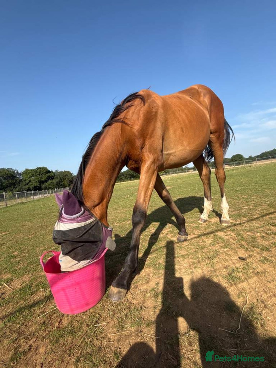 Connemara horses for sale: YEARLING FILLY BAMBI - Image 3