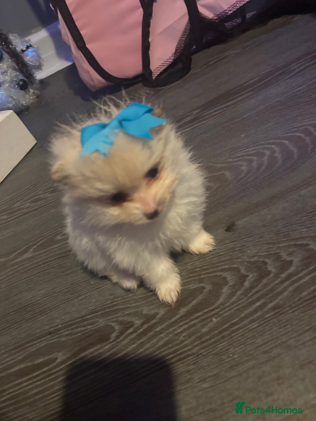 Pomeranian dogs for sale: 2 beautiful Pomeranian puppies  - Advert 6