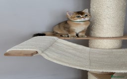 British Shorthair cats for sale: BSH Golden kittens  - Image 37