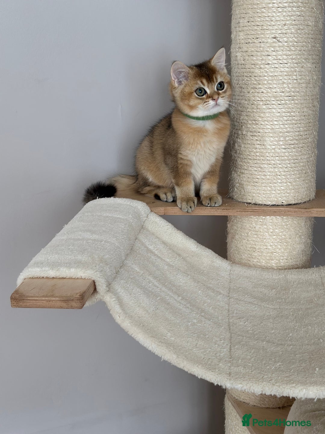 British Shorthair cats for sale: BSH Golden kittens  - Image 37