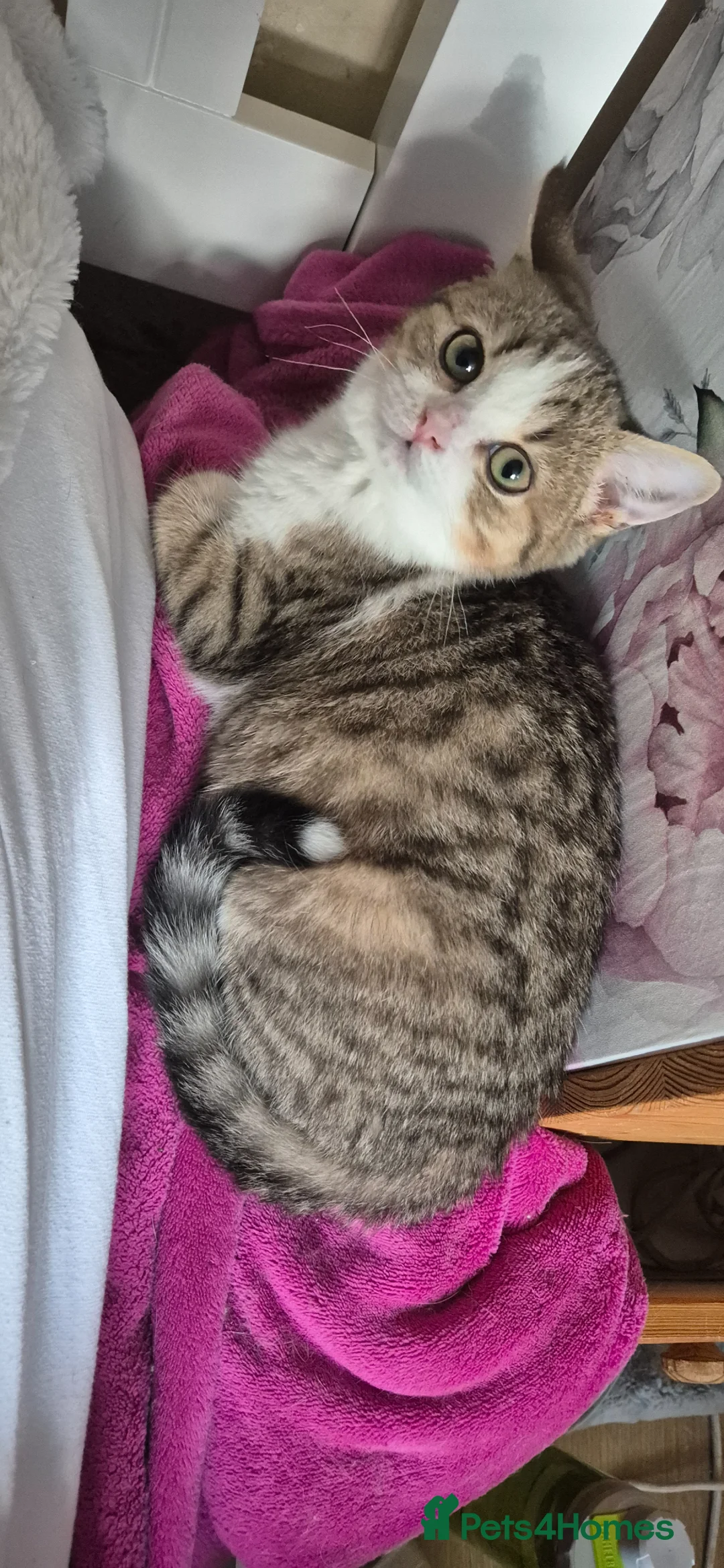 Scottish Fold cats for sale: Ready to go TICA reg. British Shorthair kittens - Advert 2