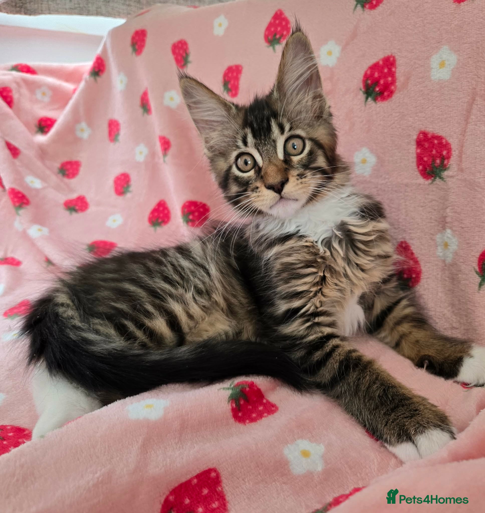 Maine Coon cats 3 Maine Coon kittens. - Advert 17