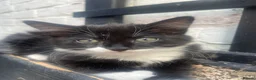 Mixed Breed cats for sale: cute kittens ready for a new home now  - Advert 10