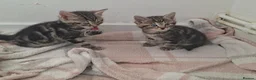 Mixed Breed cats for sale: 4 beautiful kittens  - Advert 2