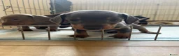 Miniature Dachshund dogs for sale: Isabella, Black and Tan, brown miniature dachshund - Advert 5