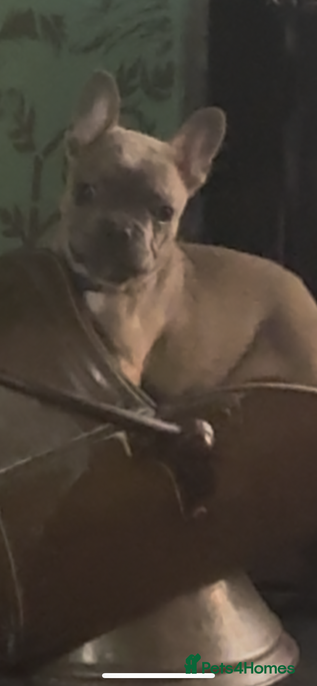 French Bulldog dogs for sale: Last girl left  - Advert 33