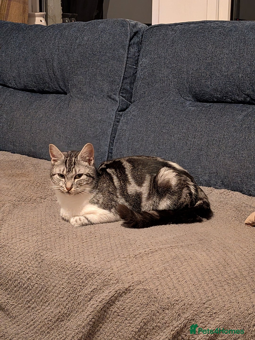 Mixed Breed cats for sale: Beautiful silver tabby cross kittens - Advert 4