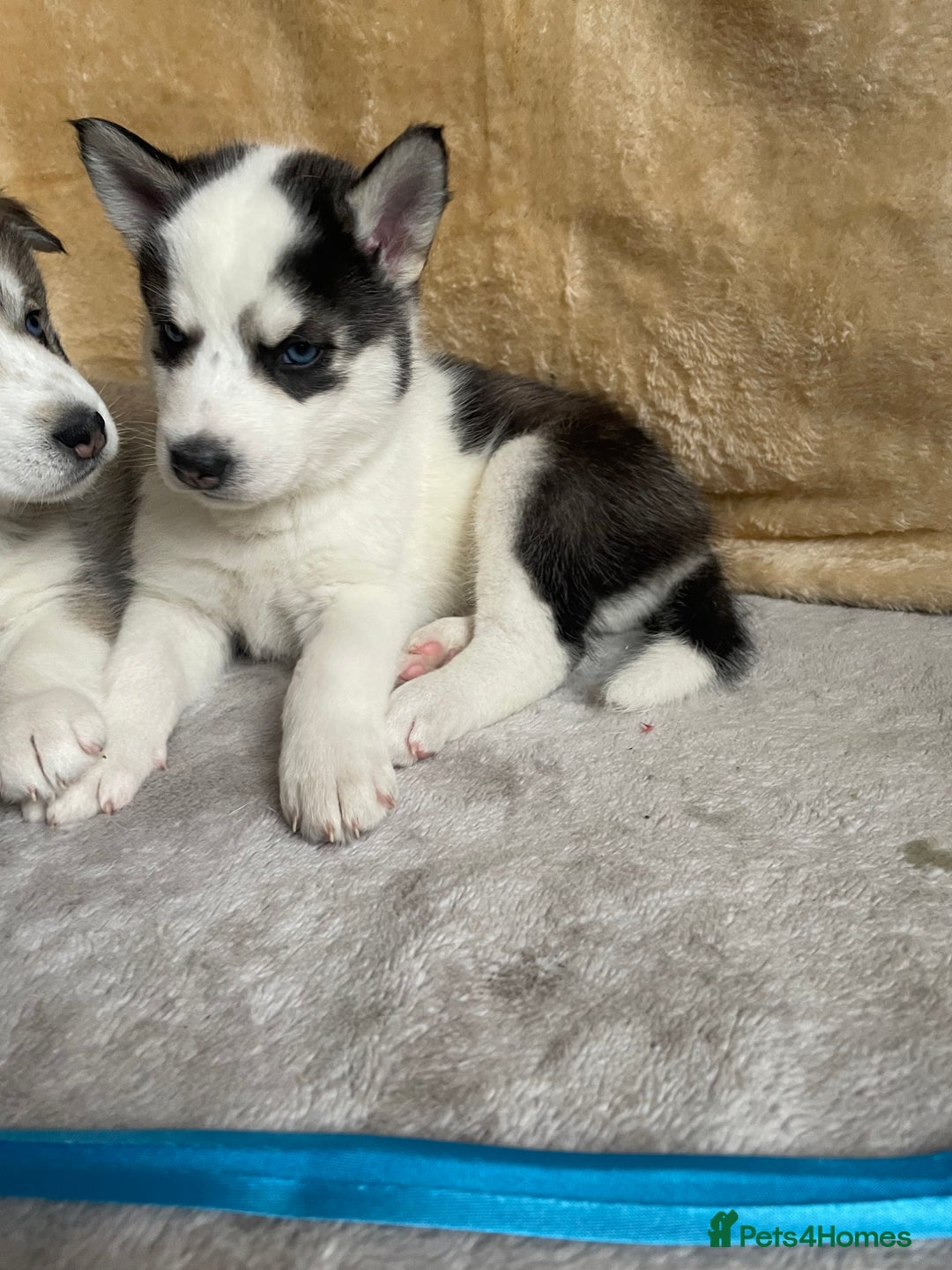 Siberian Husky dogs for sale: Siberian Husky Puppies  - Advert 4