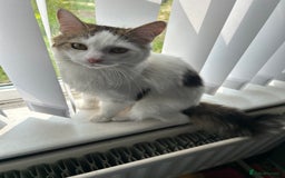 Mixed Breed cats for sale: White and tabby male 1 year old  - Image 1