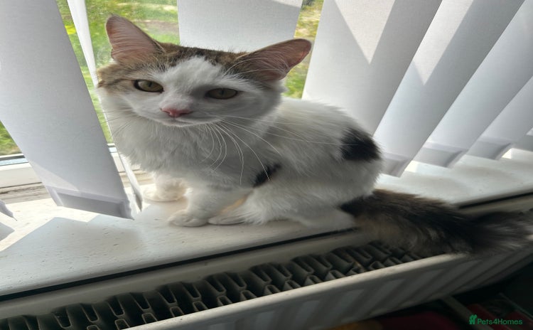 Mixed Breed cats - Advert 11