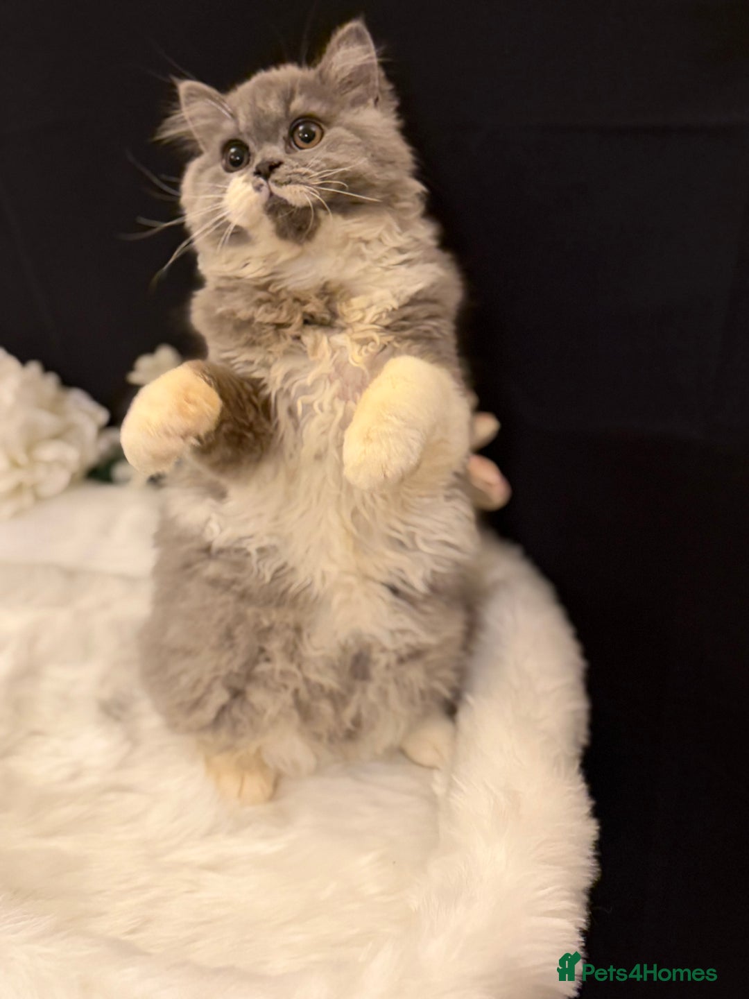 British Shorthair cats for sale: 😽Full Pedigree Registered BSH🌷Trusted Breeder - Advert 36