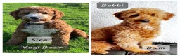 Australian Labradoodle dogs for sale: Health tested Australian Double Doodle  in Lancaster - Advert 10