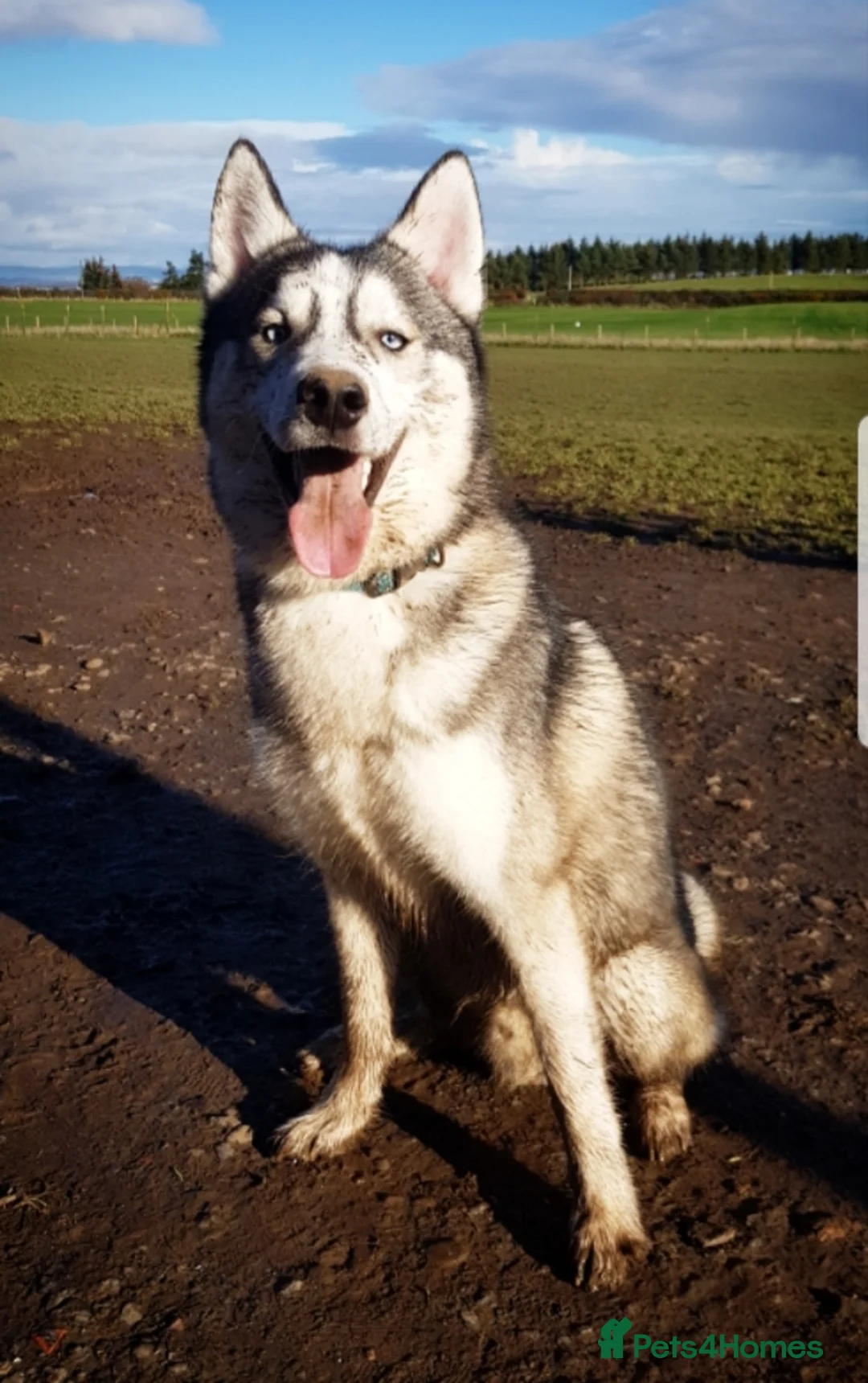 Siberian Husky dogs for stud: DANAMELI TITAN KING - Proven Health Tested Stud in Glasgow - Advert 18
