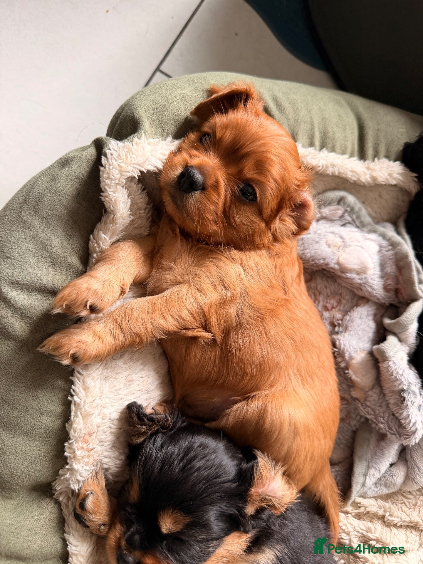Cavapoochon dogs Cavalier King Charles Spaniel / Cavapooshon pups - Advert 1