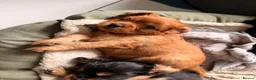 Cavapoochon dogs for sale: Cavalier King Charles Spaniel / Cavapooshon pups - Advert 1